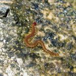 Neogeophilidae
