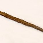 Oryidae