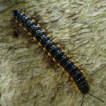 Paradoxosomatidae