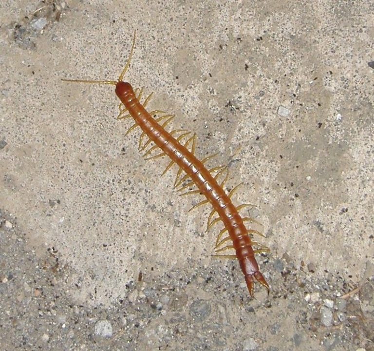 Mimops Escolopendras | Características y clasificación de scolopendromorpha