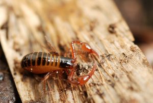 pseudoescorpiones, pseudoescorpión