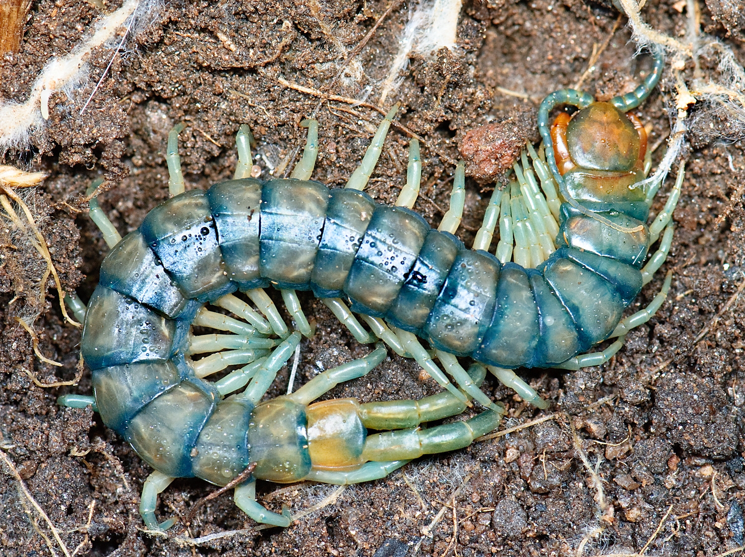 Mimops Escolopendras | Características y clasificación de scolopendromorpha