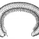Telsonemasomatidae