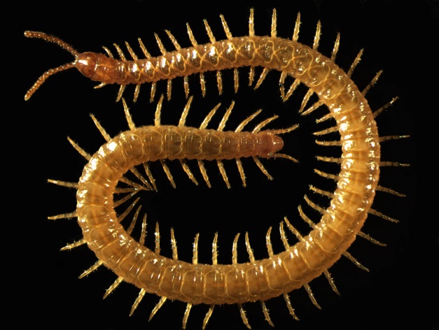 geophilomorpha, geofilomorfos
