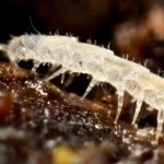 Antichtopauropodidae