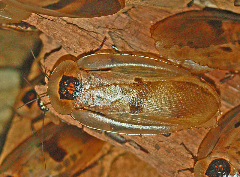 Blaberidae