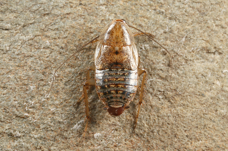 Blatélidos, blattellidae