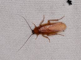 Blátidos, blattidae