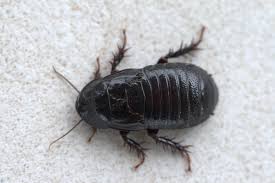 Cryptocercidae