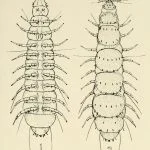 Hansenauropodidae