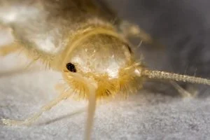 Maindroníidos, maindroniidae