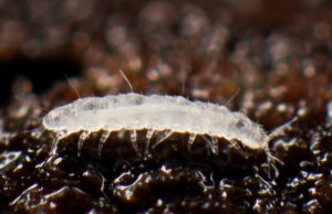 Millotauropodidae