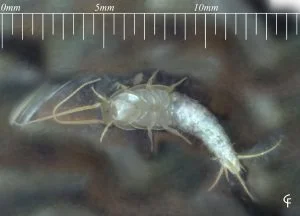Nicoletíidos, nicoletiidae