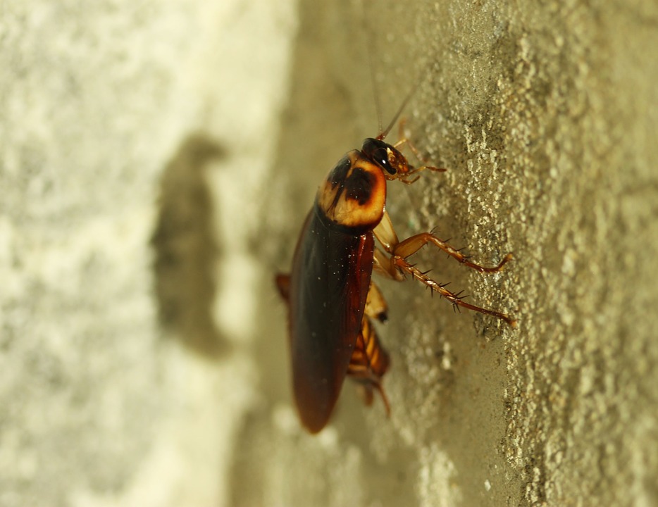 Nocticólidos, nocticolidae
