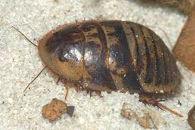 Polifágidos, polyphagidae
