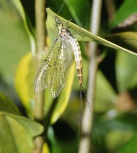 Esquistonotos, Schistonota