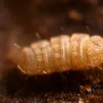Sphaeropauropodidae