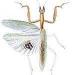 taracódidos, tarachodidae