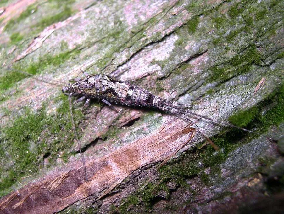 Archaeognatha, pececillo de cobre