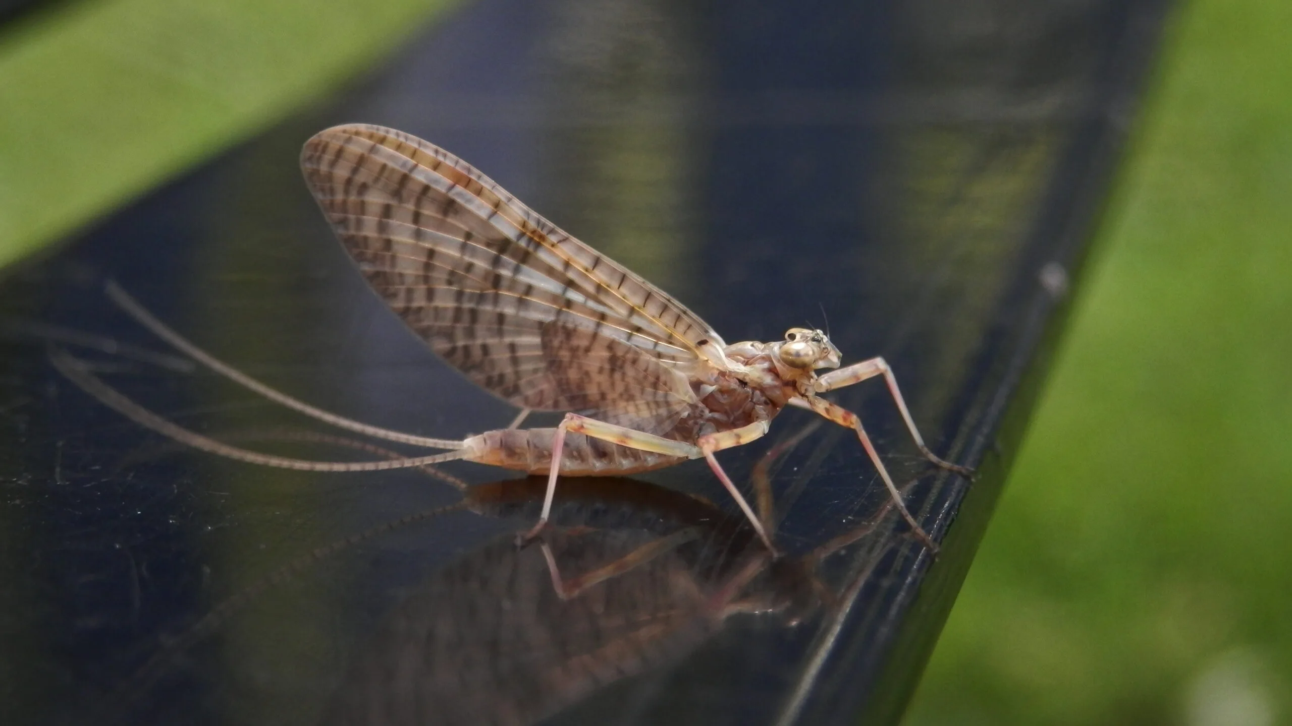 Ephemeroptera, efímeras