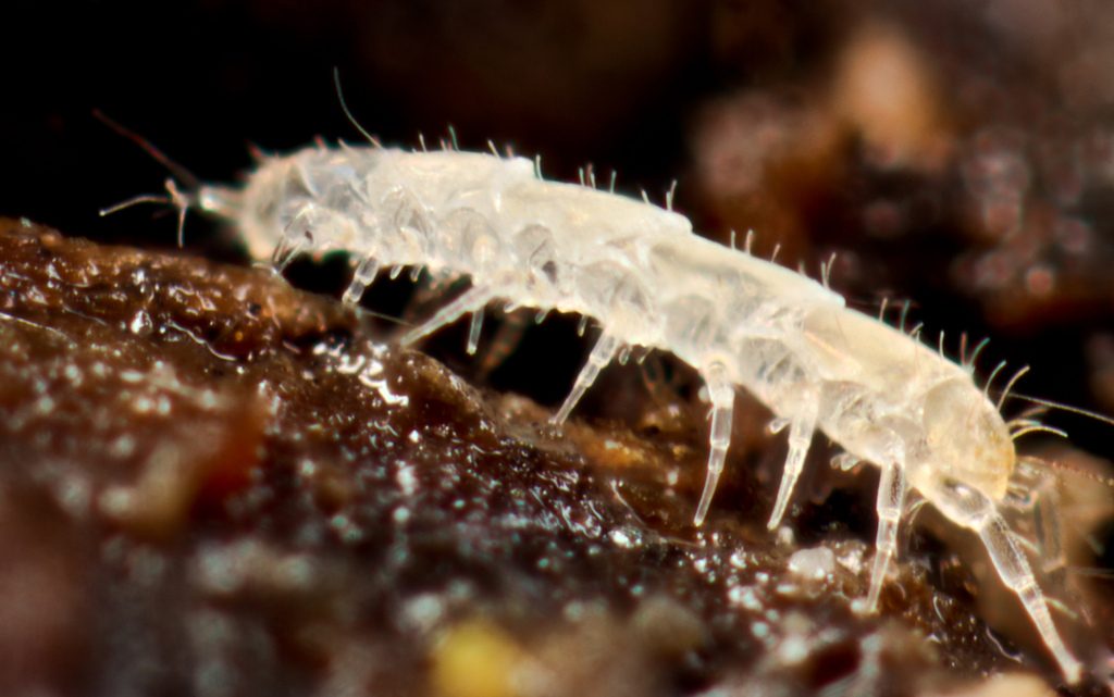 hexamerocerata
