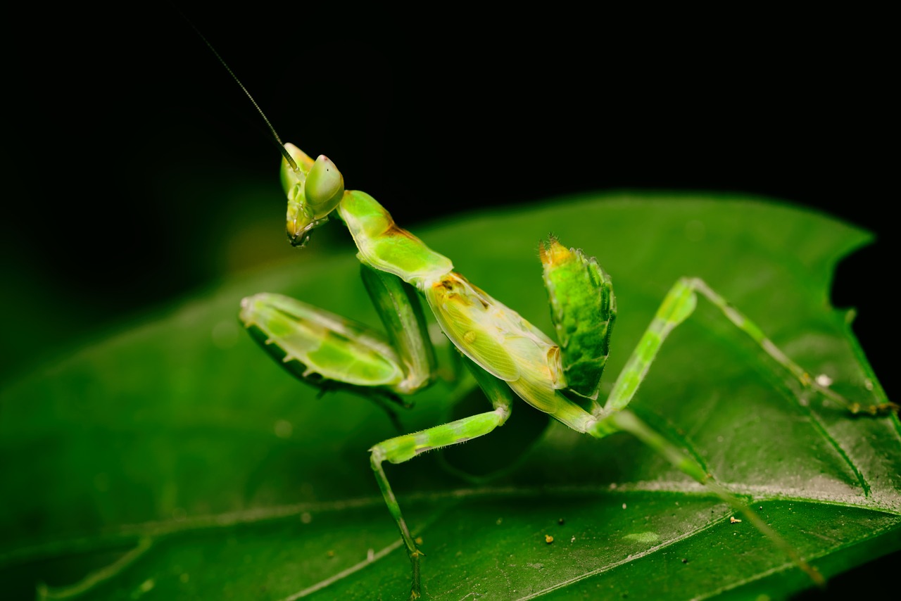 Mantodea Insectos Mantodea | Características, metamorfosis y taxonomía de las mantis