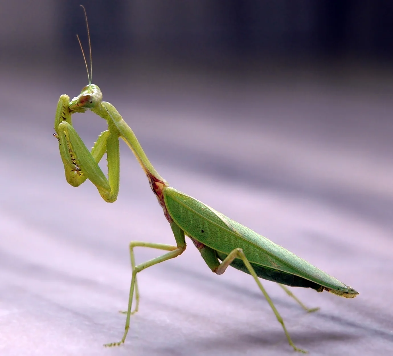 mantodea, mantodeos