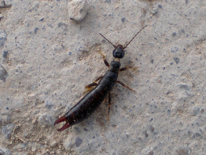Anisolabididae