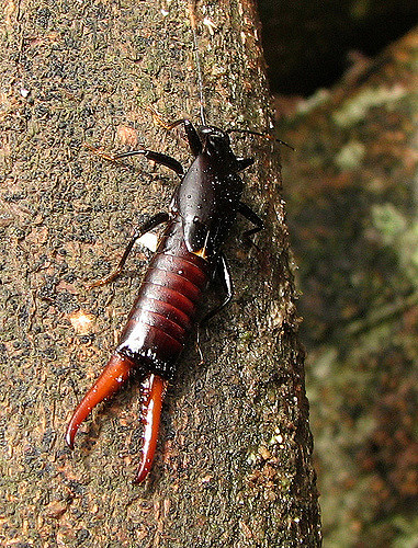 Apachyidae