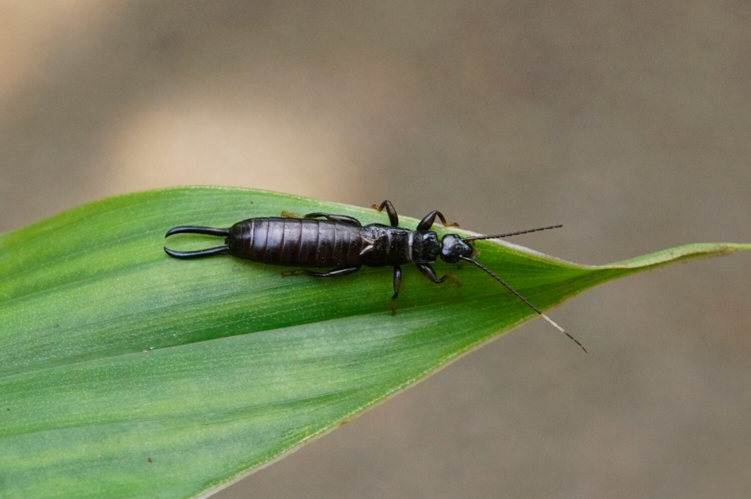 Chelisochidae