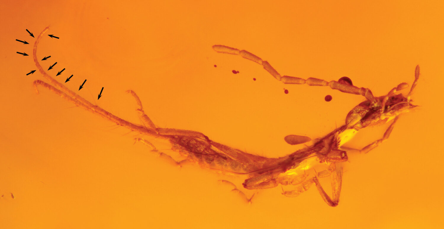 Diplatyidae