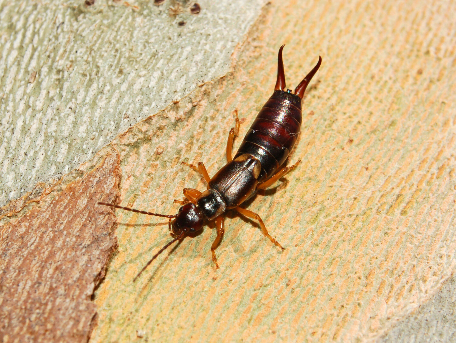 Forficulidae
