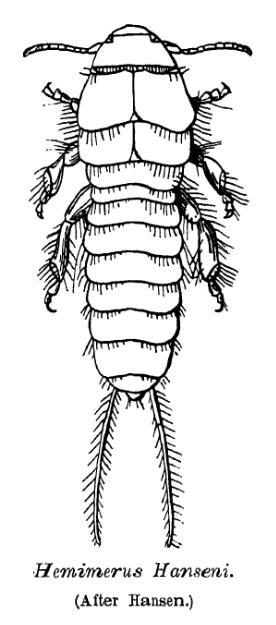 Hemimeridae