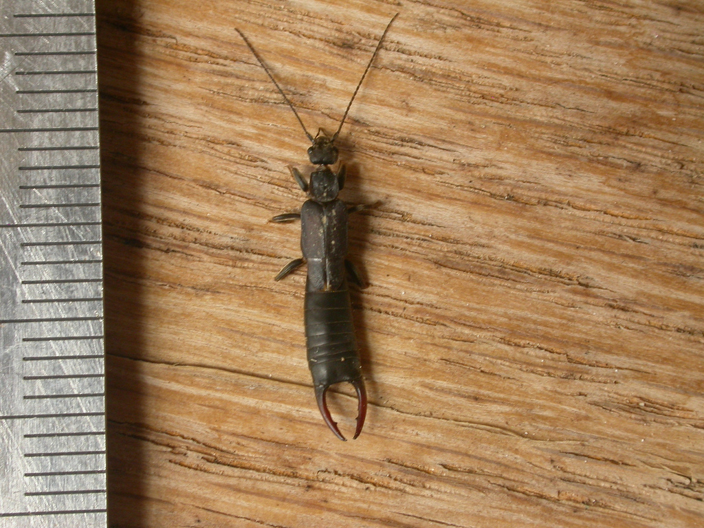 Karschiellidae