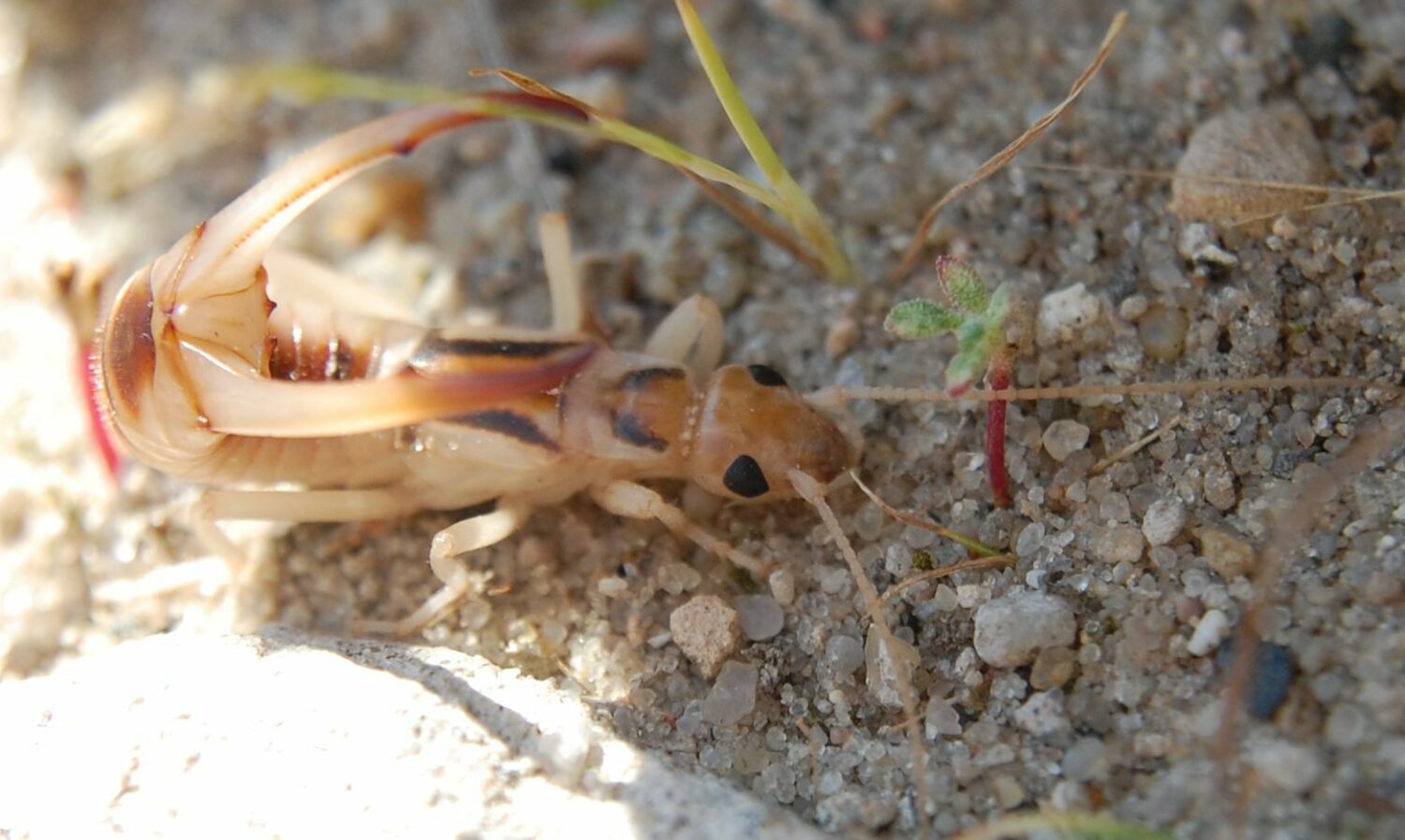 Labiduridae