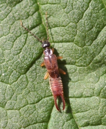 Labiidae