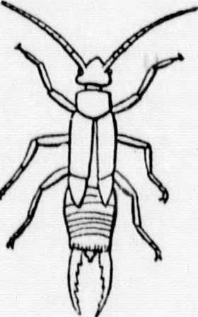 Protodiplatyidae