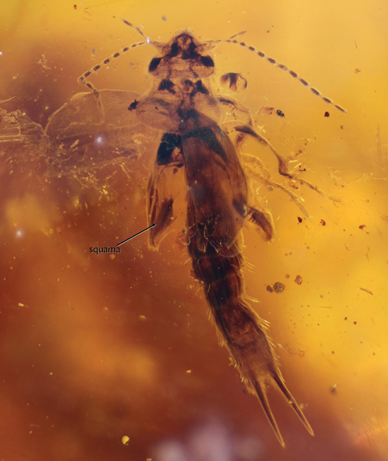 Pygidicranidae