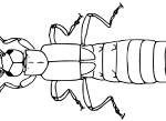 Semenoviolidae