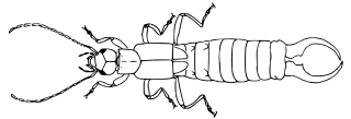 Semenoviolidae