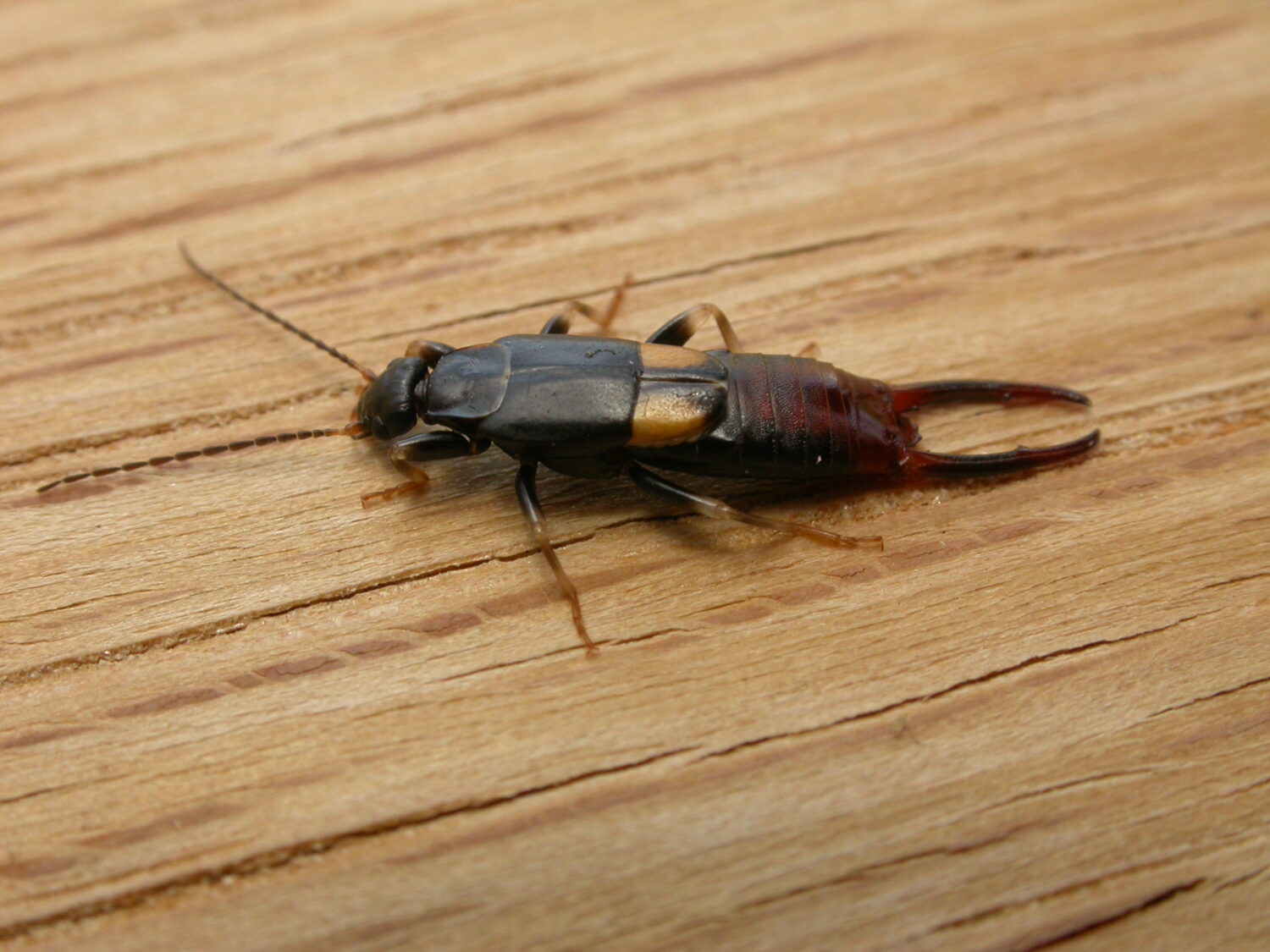 Spongiphoridae