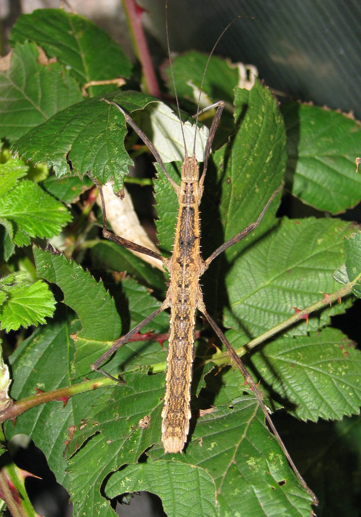 Phasmatodea | Morfología, taxonomía e importancia de los fásmidos