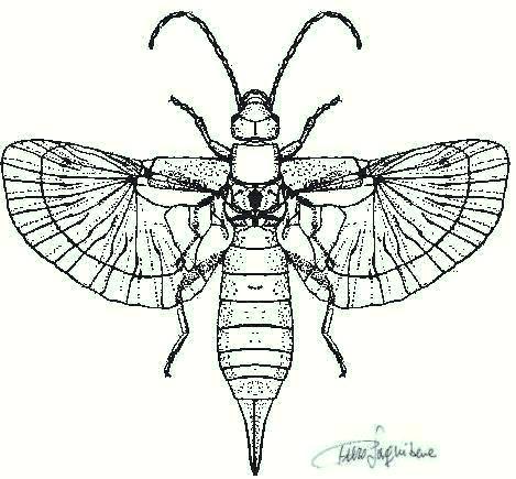 Turanodermatidae