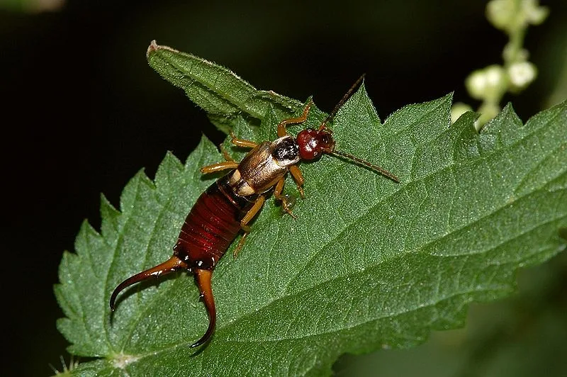 dermaptera, dermápteros