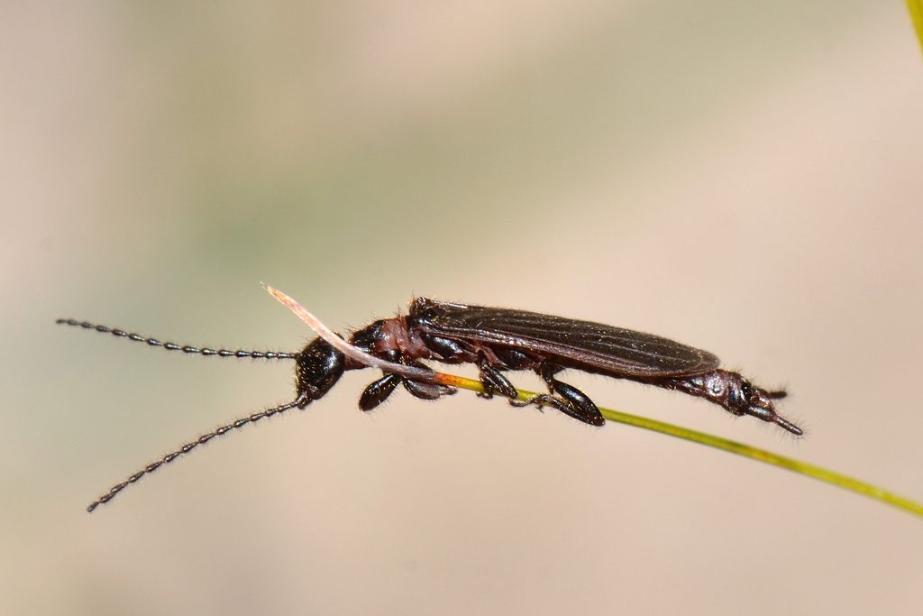 embioptera, embiidina