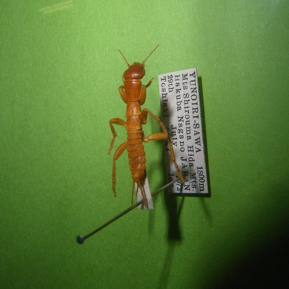 grilloblatodeos, grylloblatodea