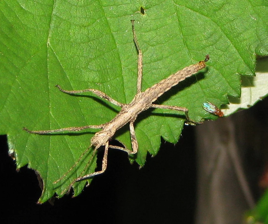 phasmatodea. fásmidos