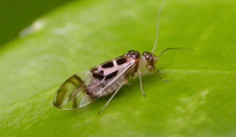 psocópteros, psocoptera