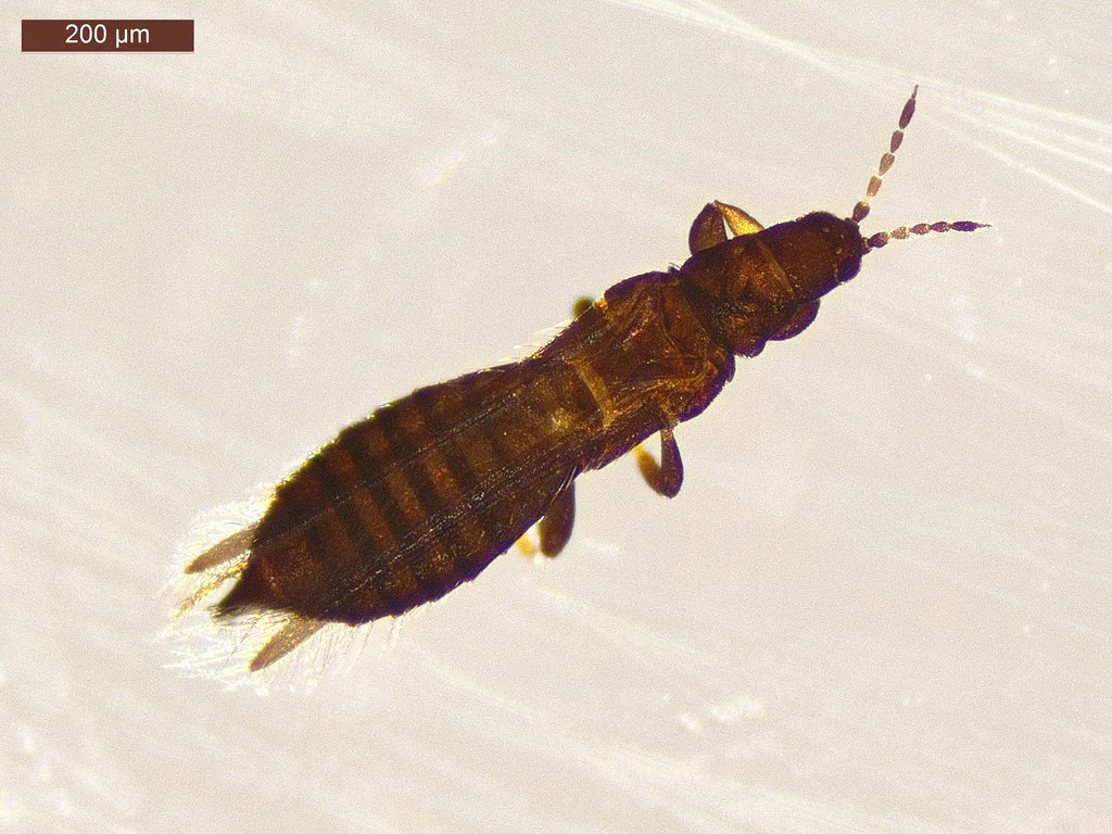 thysanoptera, tisanópteros