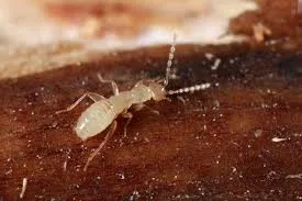 zorápteros, zoraptera